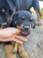 Čistokrevná štěňata rotvajlera