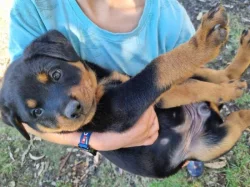 Čistokrevná štěňata rotvajlera