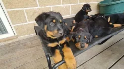 Čistokrevná štěňata rotvajlera