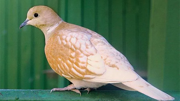 Hrdlička chechtavá