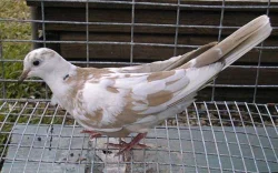 Hrdlička chechtavá