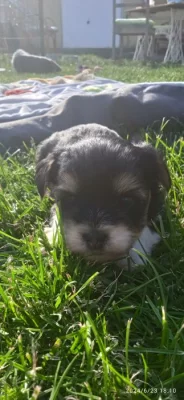 Jorkšírský teriér s PP