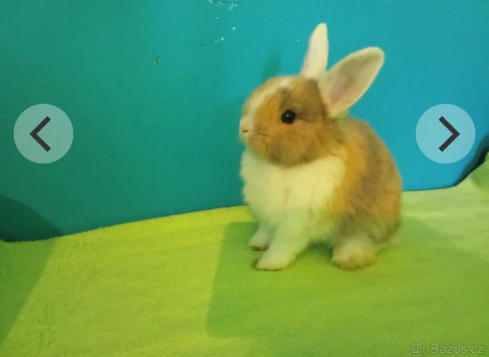 Prodám mláďata králíků
