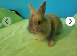 Prodám mláďata králíků