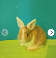 Prodám mláďata králíků