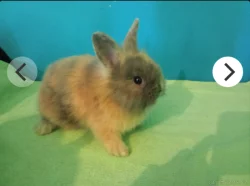 Prodám mláďata králíků