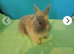 Prodám mláďata králíků