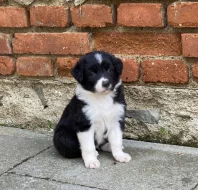 Bordercollie s PP