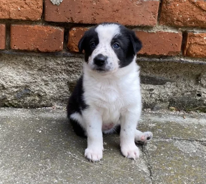 Bordercollie s PP