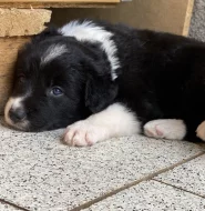 Bordercollie s PP