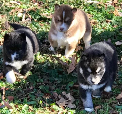 štěňata sibiřského huskyho k adopci