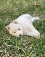 štěňata sibiřského huskyho k adopci