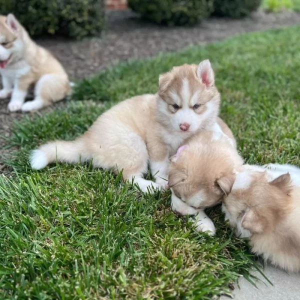 štěňata sibiřského huskyho k adopci