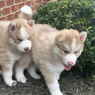 štěňata sibiřského huskyho k adopci