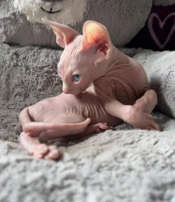 Koťata Sphynx jsou nyní k dispozici