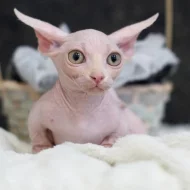 Koťata Sphynx jsou nyní k dispozici