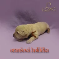 Zlatý retriever s PP