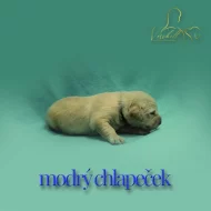 Zlatý retriever s PP