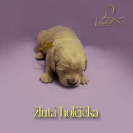 Zlatý retriever s PP