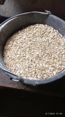 Prodám krmné ovesné vločky (mačkané)