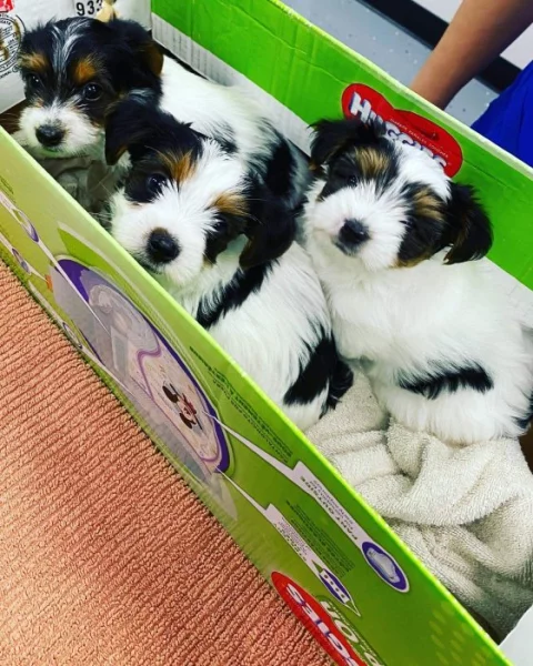Rozkošná štěňata Yorkie na prodej