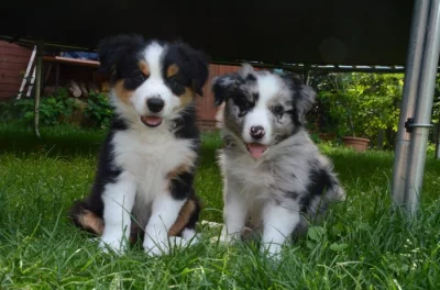 Štěňátka border kolie s PP a výborným rodokmenem