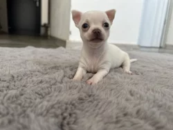 Štěňátka Čivava brzy k odběru