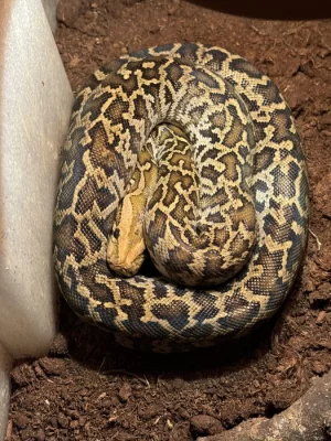 Krajta tmavá - Python bivittatus