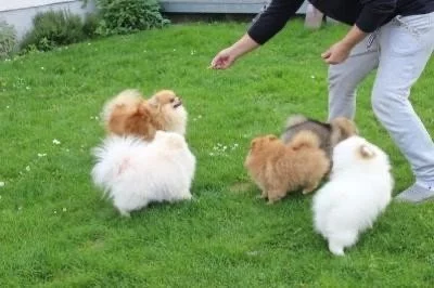 štěňata pomeranianů