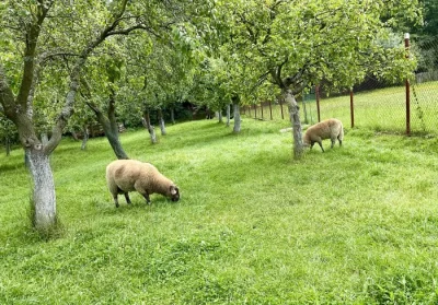 Jehňata stáří 5 měsíců