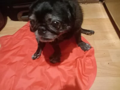 Mops