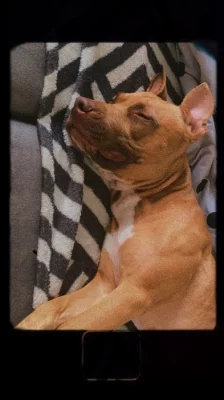 Pitbull & Staford