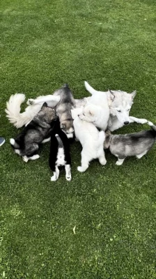 Štěňátka Husky