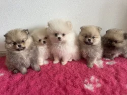 Štěňátka Pomeranian s PP brzy k odběru