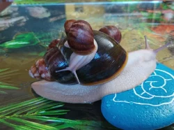 Archachatina ventricosa cream a light cream body