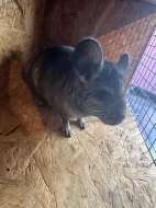 Nabízím k rezervaci mláďata