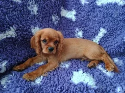 Kavalír king charles spaniel štěňátko s PP