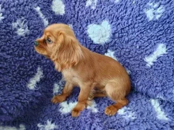 Kavalír king charles spaniel štěňátko s PP