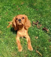 Kavalír king charles spaniel štěňátko s PP