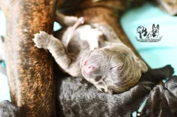 Cane corso s PP k rezervaci