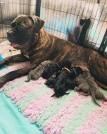 Cane corso s PP k rezervaci