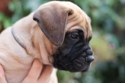 Štěňátka bullmastiff, bulmastif, bullmastif