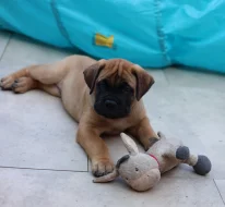 Štěňátka bullmastiff, bulmastif, bullmastif