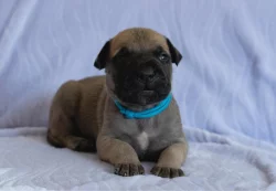 Štěňátka bullmastiff, bulmastif, bullmastif