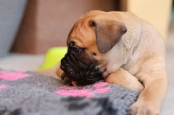 Štěňátka bullmastiff, bulmastif, bullmastif