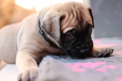 Štěňátka bullmastiff, bulmastif, bullmastif