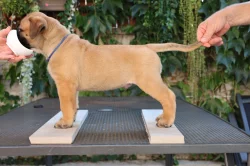 Štěňátka bullmastiff, bulmastif, bullmastif
