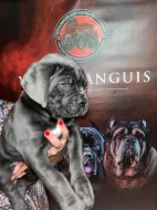 Prodám Cane Corso s PP