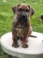 Boerboel s PP