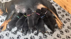 Štěňata rotvajlera s PP - Rottweiler - štěně